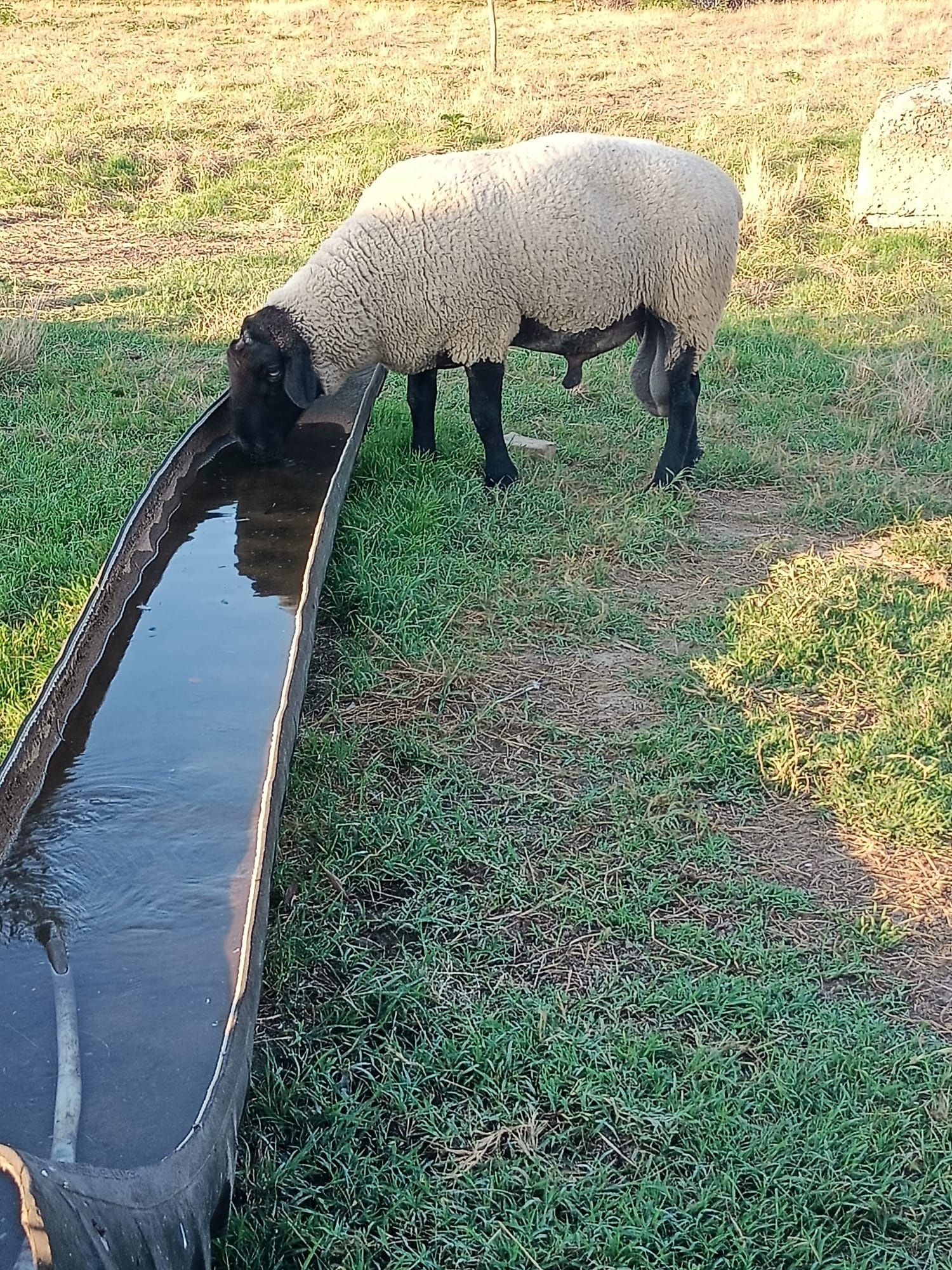 Berbec soffolk de vânzare