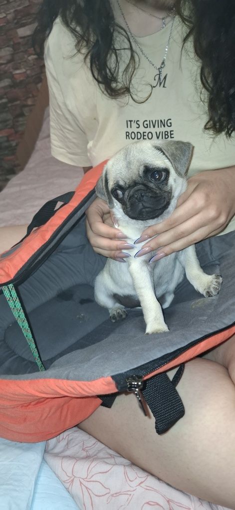 Vând Cățelușa Pug