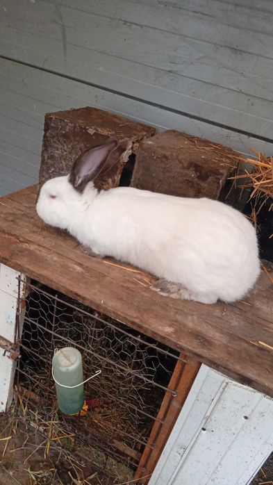 Vând iepuroi uriaș de transilvania