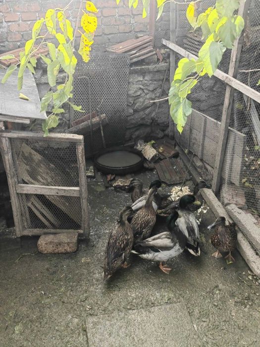 Продавам Юрдеци мъжки и женски !