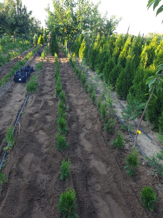 Pepiniera tuia smaragd