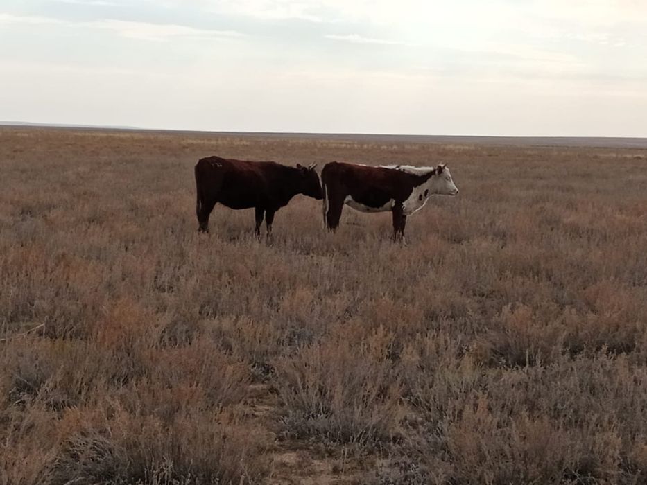 Соғымға семіз жабағы қашарлар сатылады