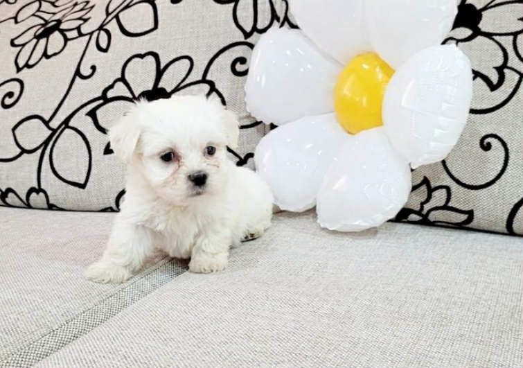 Bichon maltez  mini toy