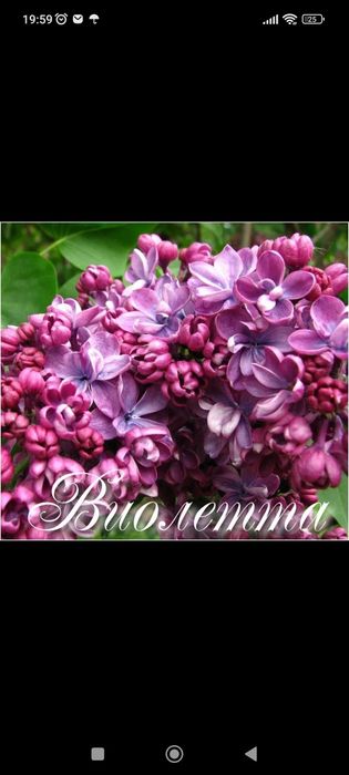 Сирень сортовая саженцы