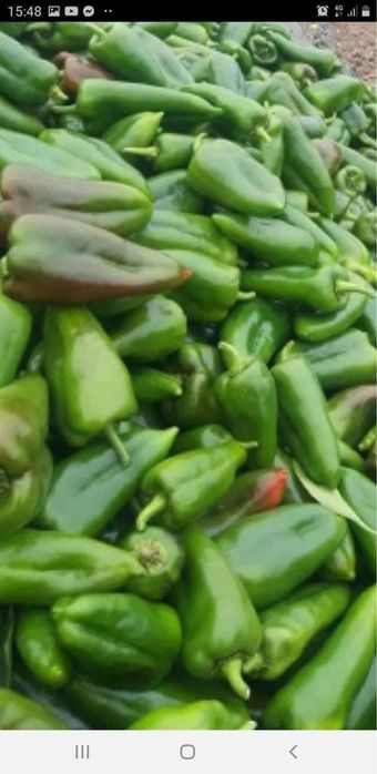 Ardei si gogoşari verzi