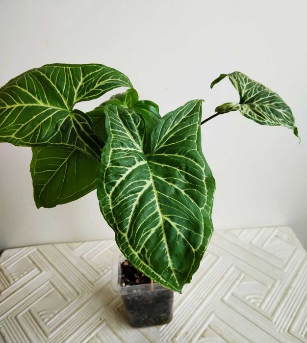 Сингониум Golden venation ( тайский ) редкий сорт