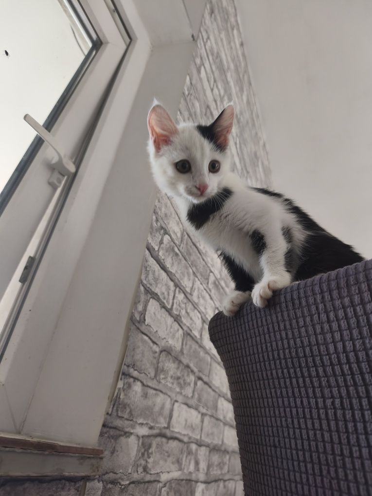Котенок Сюсанна в поиске своей семьи и дома