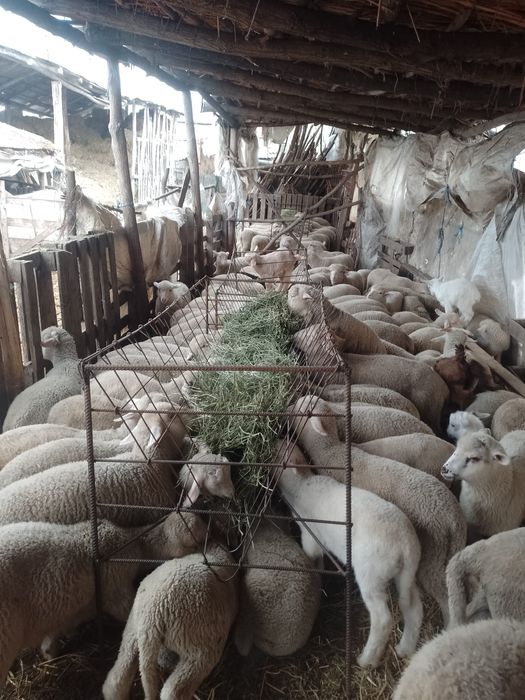 Vand miei, in viu sau carcasa