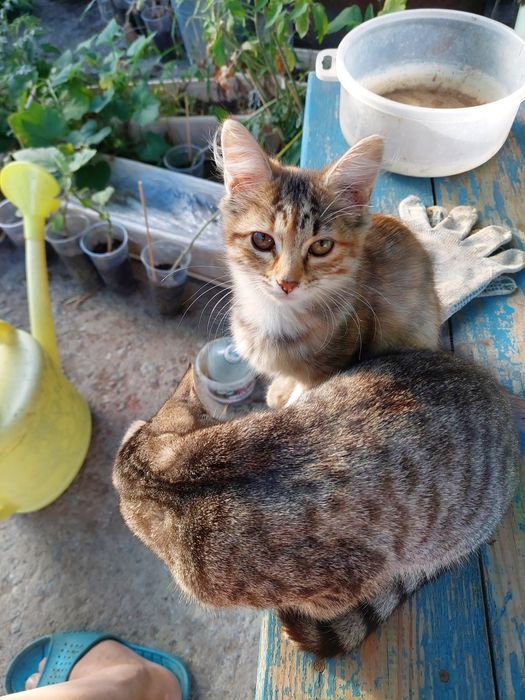 Котенок девочка 3мес.