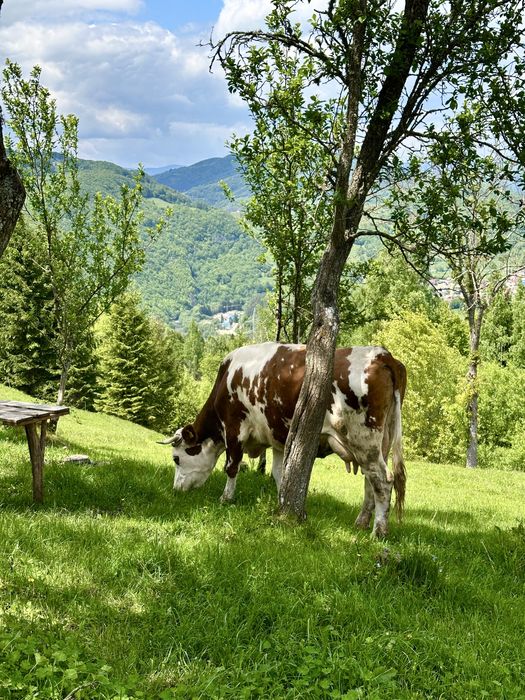 Vând vacă Bălțată Romanească