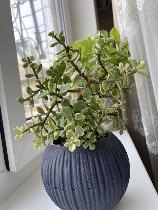 Крассула (полтуракария арфа)