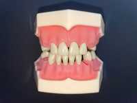 Arcada dentara frasaco - dinti medicina dentara