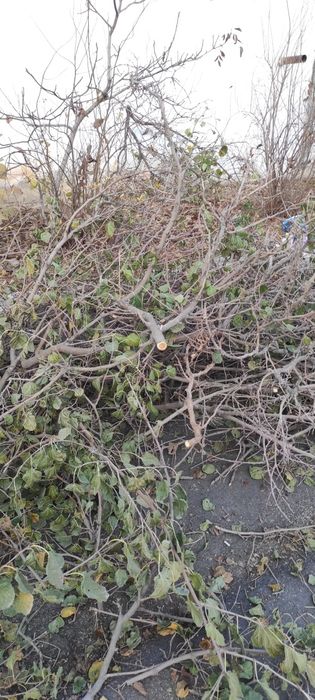 Ótin tekin daraxt ótini