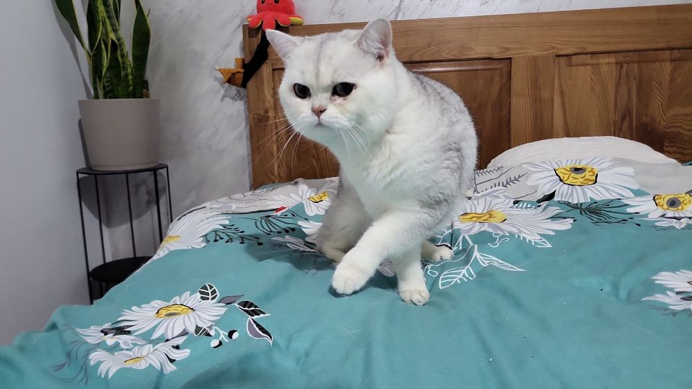 Vand pisici british shortair