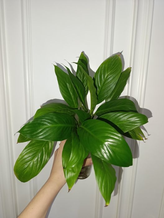 Продаётся спатифилюм