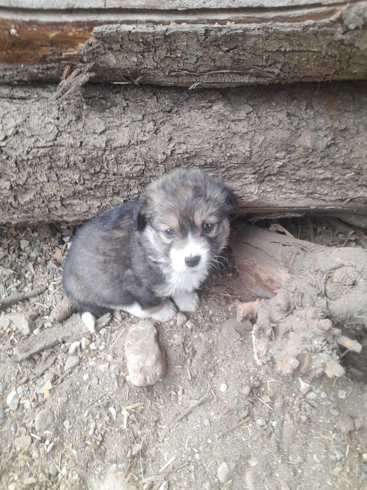 Donez catei rasa comuna