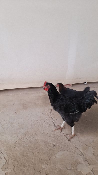 Кора ёш хуроз 1 дона