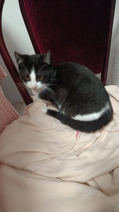 Pui pisică alb-negru