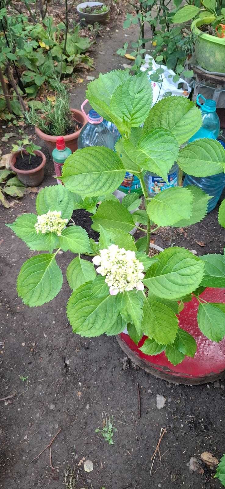 De vânzare Hortensii