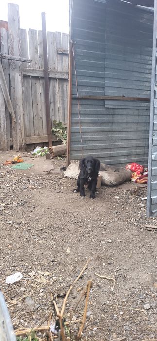 Продам шенка спаниеля
