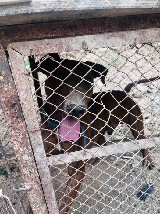 Собака очень хорошая, сильная, умеет драться