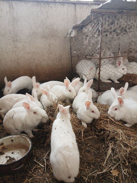 Vând iepuri belgieni