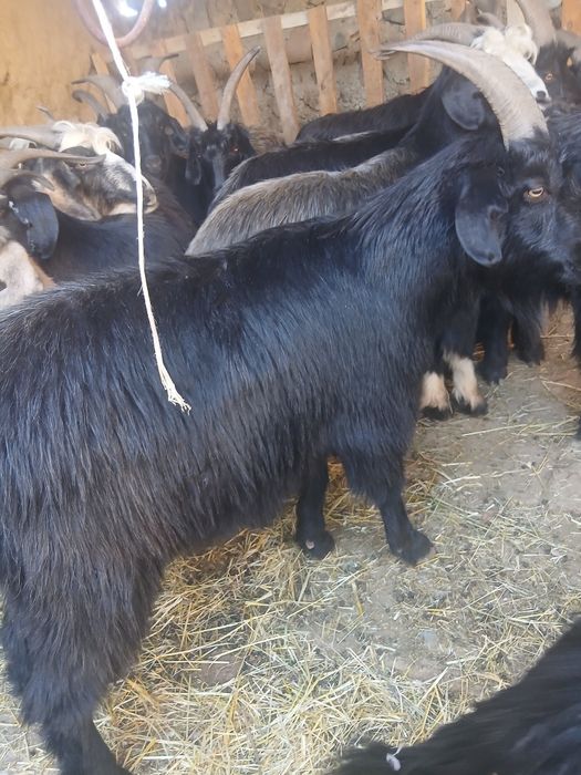 Taka sarka kelishilgan narxda