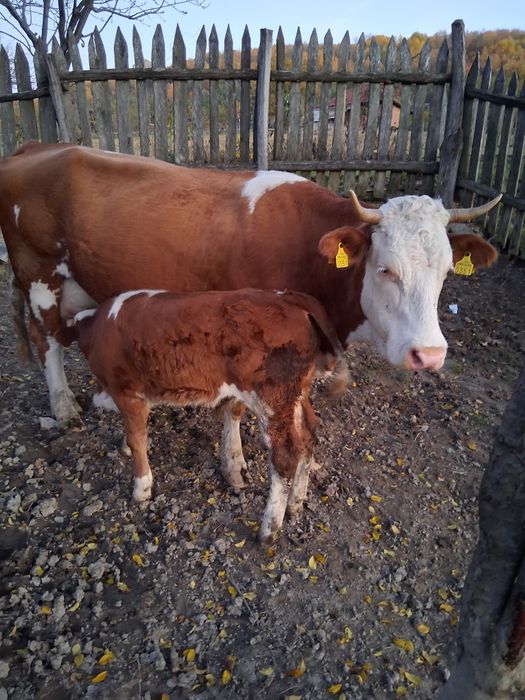 Vând vacă cu vițel