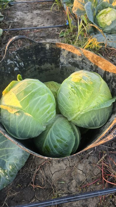 Vand Varza ,Soiul Landini F1‼️