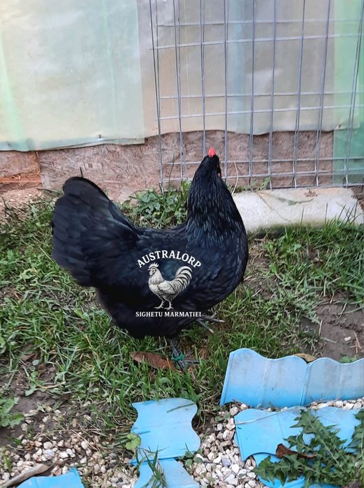 Pt incubat Ouă Australorp Negru
