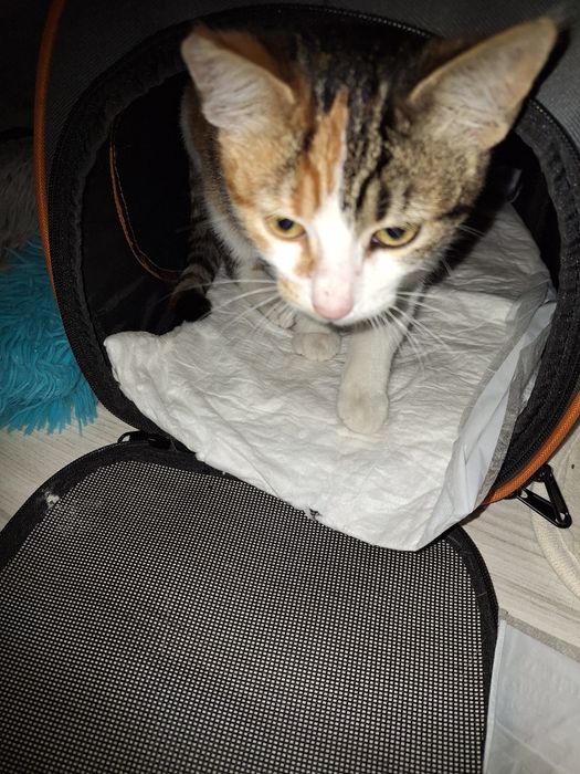 Подарявам трицветно коте