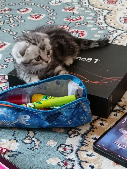 Шотландская вислоухая