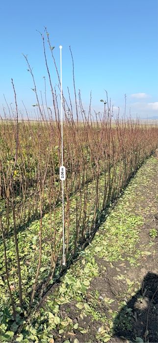 Pomi fructiferi clasici - excelență in horticultura de peste 25 de ani