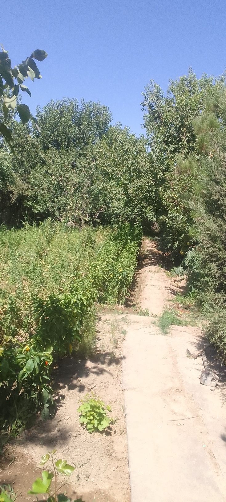 Продаеться дача в алмалыке в черте города