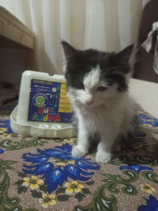 Мушукча хадия килинади