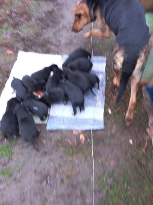 Donez căței de talie mare