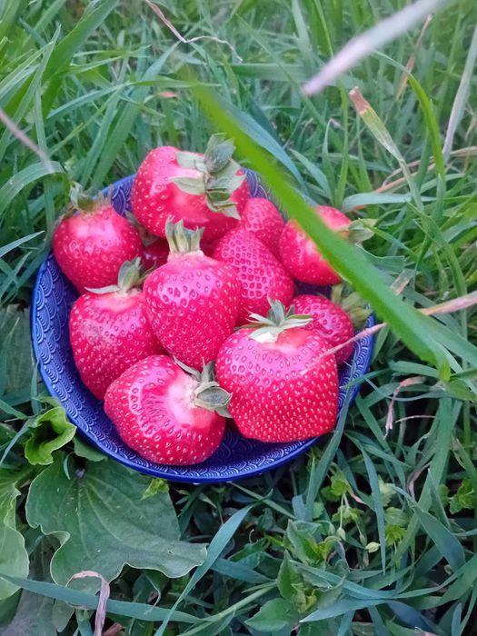 Промоция ФАНТАСТИЧЕН РАЗСАД Малини и Ягоди от Производител