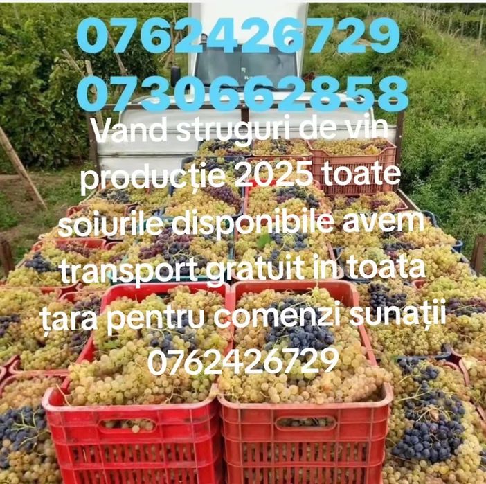 Vând struguri de Vin