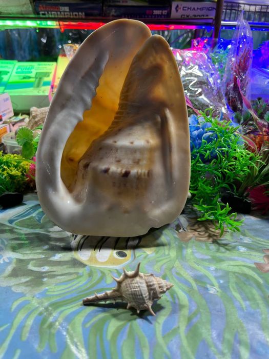 Морская раковина шлем