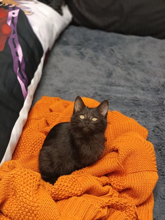Черный котенок, красивая девочка