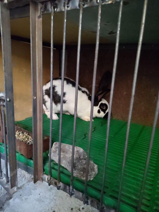 Продавам зайци пеперуди месни