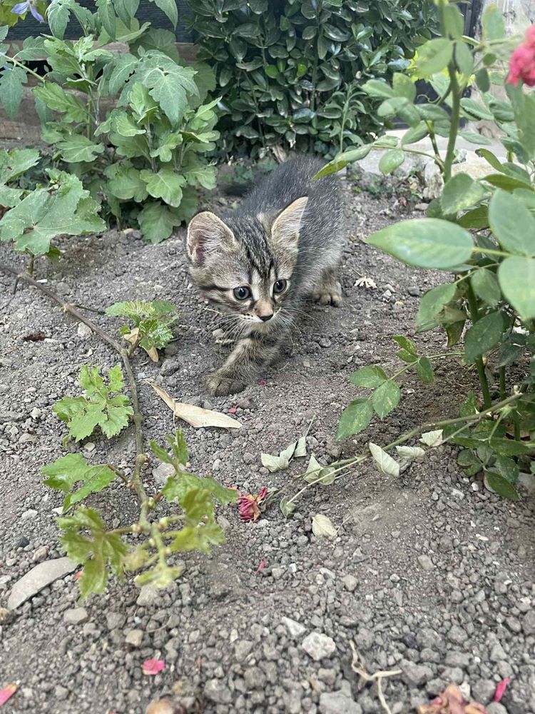 Малки котета!