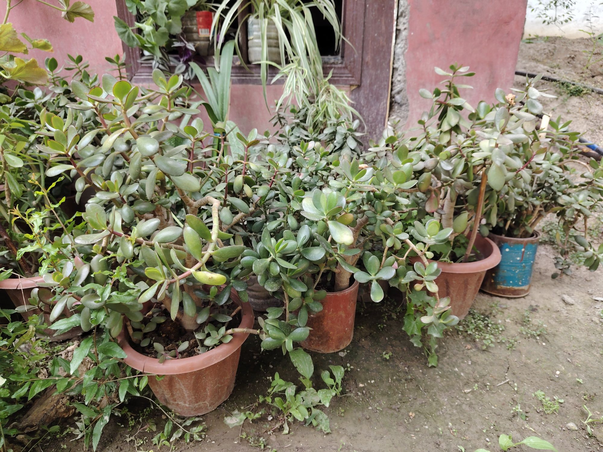 Sotiladi  gullar