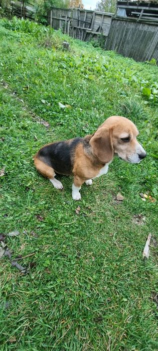 Donez Beagle femela