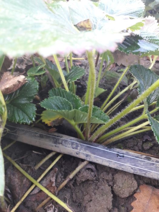 stoloni de capsuni MARMOLADA