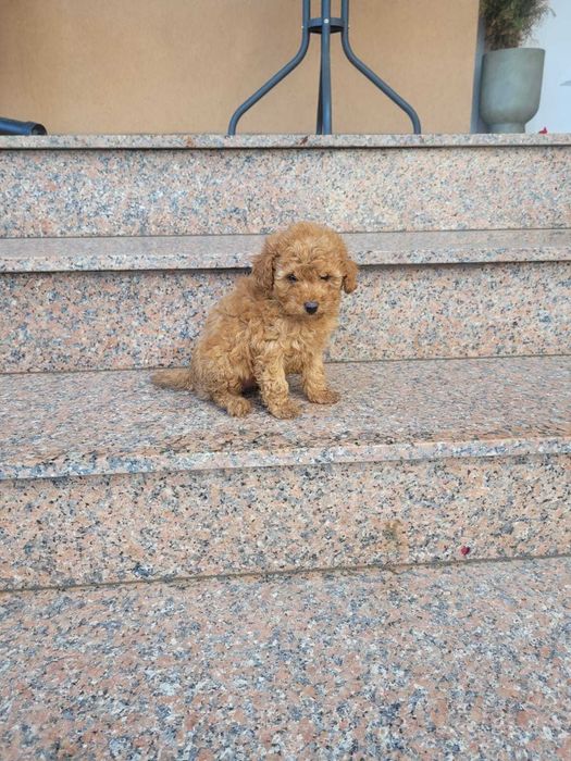 Pudel toy de vanzare