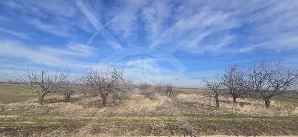 Продава се Земеделски имот в с. Цалапица, Област Пловдив -  кв.м за 3550 €/дка - Снимка #4