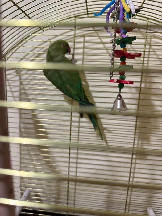 Micul Alexandru + Colivie