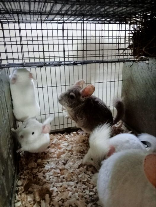 Chinchilla / sinsila, adorabilul animalut de companie. DE VANZARE.