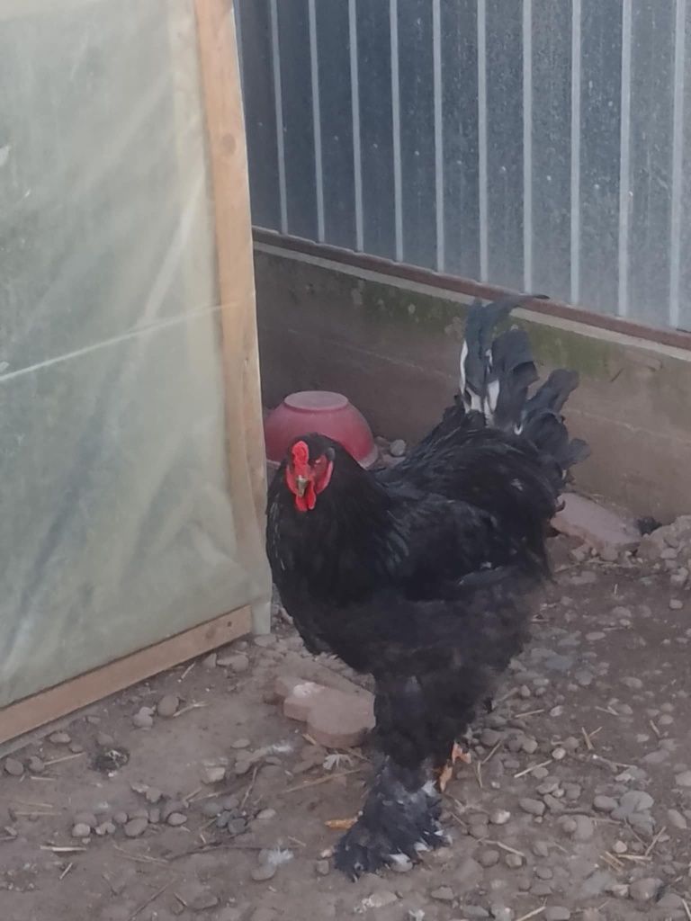 Găini și cocoși brahma herminat deschis